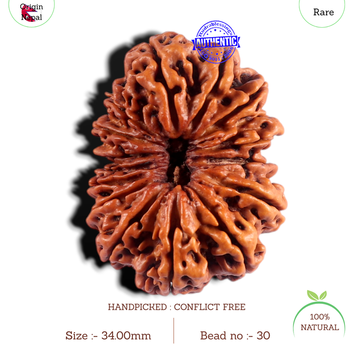 15 Mukhi Rudraksha from Nepal - Bead No. 30