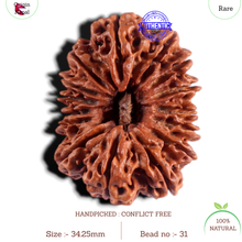 Load image into Gallery viewer, 15 Mukhi Rudraksha from Nepal - Bead No. 31
