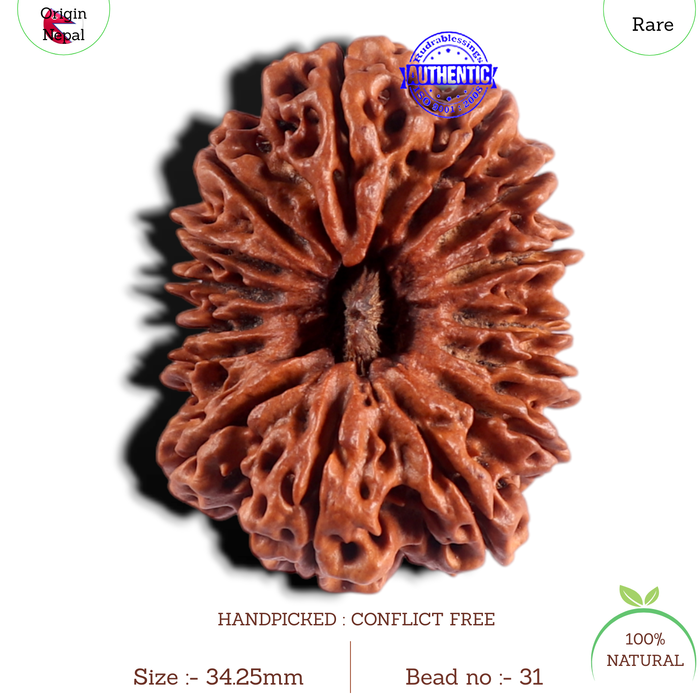 15 Mukhi Rudraksha from Nepal - Bead No. 31