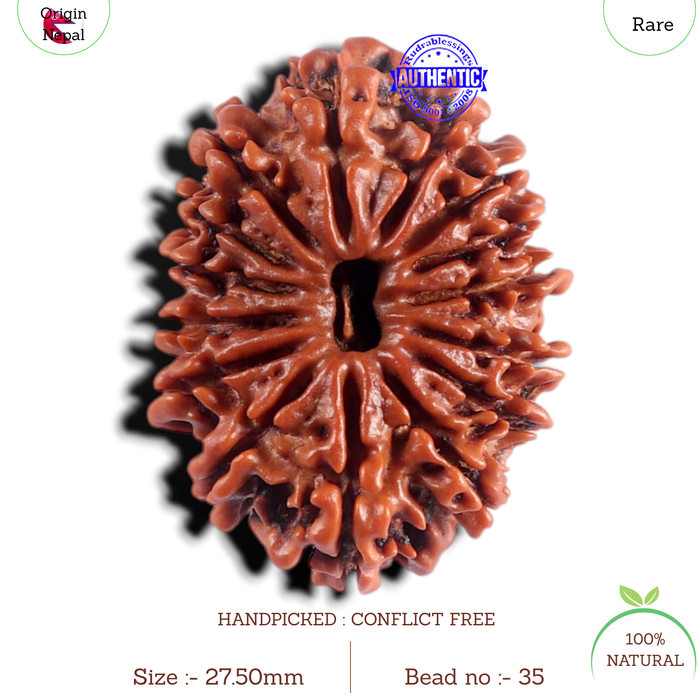 15 Mukhi Rudraksha from Nepal - Bead No. 35