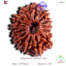 Load image into Gallery viewer, 15 Mukhi Rudraksha from Nepal - Bead No. 60
