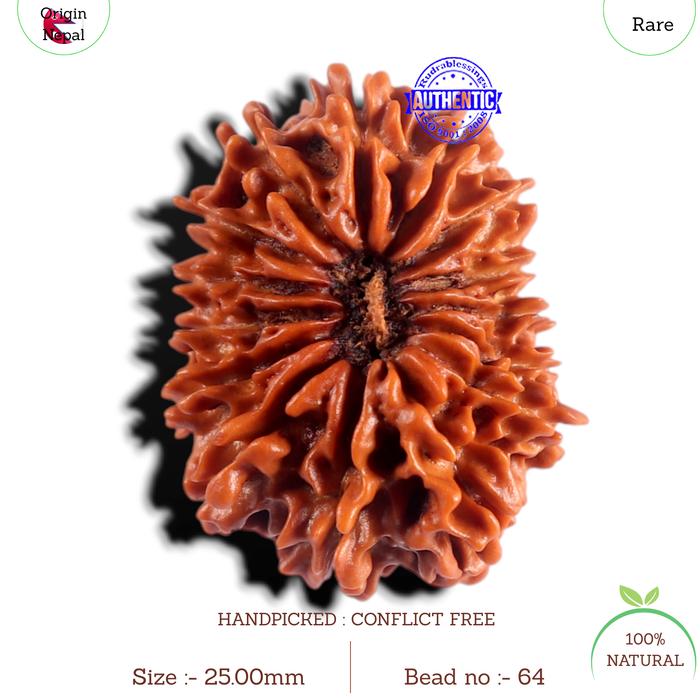15 Mukhi Rudraksha from Nepal - Bead No. 64