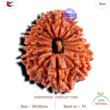 Load image into Gallery viewer, 15 Mukhi Rudraksha from Nepal - Bead No. 75
