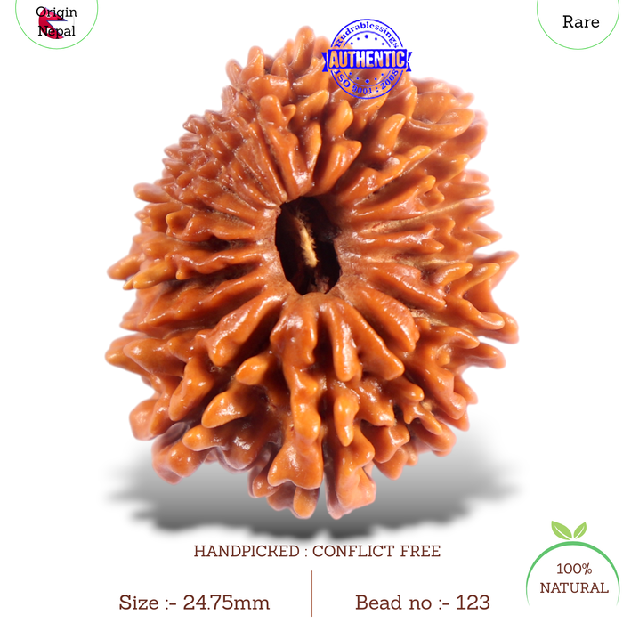 16 Mukhi Rudraksha from Nepal - Bead No. 123