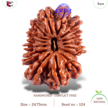 Load image into Gallery viewer, 16 Mukhi Rudraksha from Nepal - Bead No. 124
