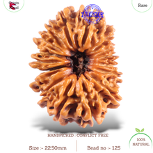 Load image into Gallery viewer, 16 Mukhi Rudraksha from Nepal - Bead No. 125
