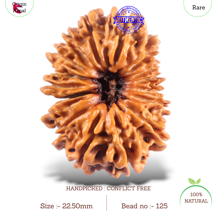 16 Mukhi Rudraksha from Nepal - Bead No. 125