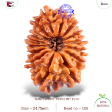 Load image into Gallery viewer, 16 Mukhi Rudraksha from Nepal - Bead No. 126
