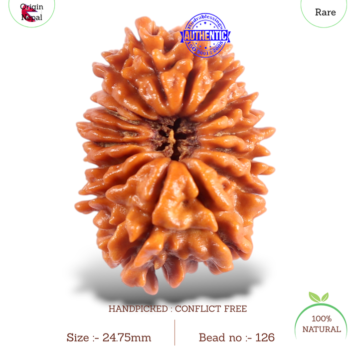16 Mukhi Rudraksha from Nepal - Bead No. 126