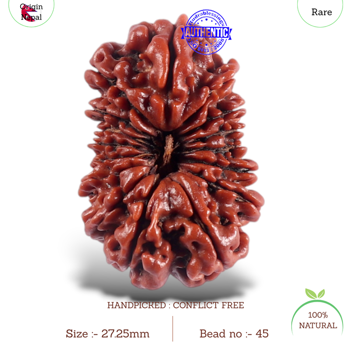 16 Mukhi Rudraksha from Nepal - Bead No. 45