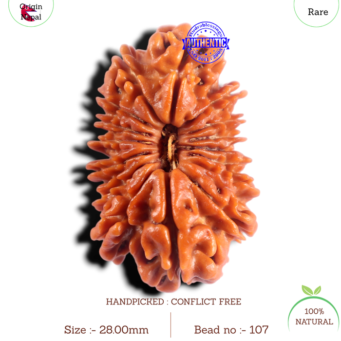 16 Mukhi Rudraksha from Nepal - Bead No. 107