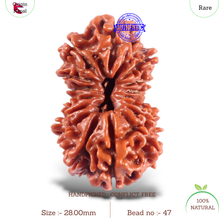 Load image into Gallery viewer, 16 Mukhi Rudraksha from Nepal - Bead No. 47
