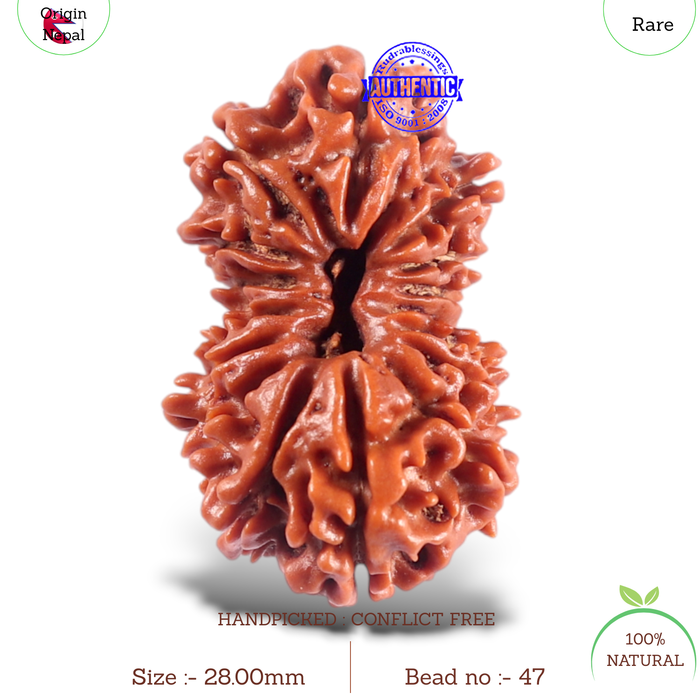 16 Mukhi Rudraksha from Nepal - Bead No. 47