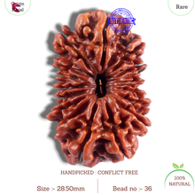 Load image into Gallery viewer, 16 Mukhi Rudraksha from Nepal - Bead No.36
