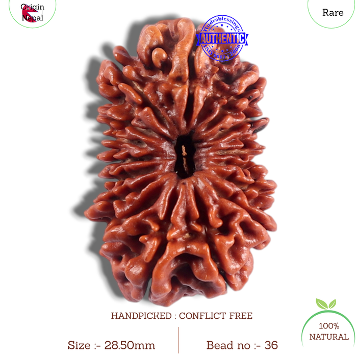 16 Mukhi Rudraksha from Nepal - Bead No.36