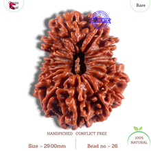 Load image into Gallery viewer, 16 Mukhi Rudraksha from Nepal - Bead No. 26
