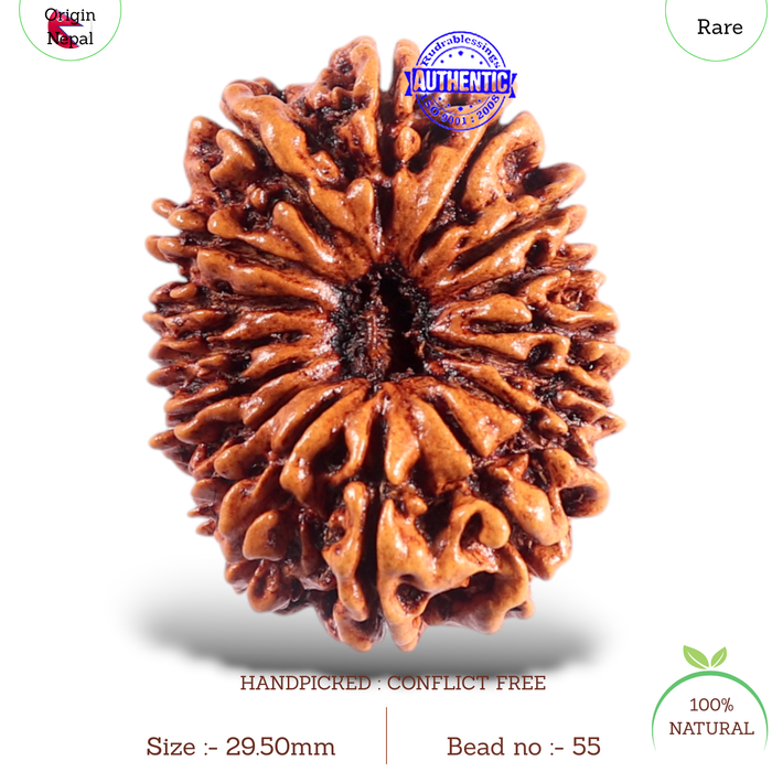 16 Mukhi Rudraksha from Nepal - Bead No. 55