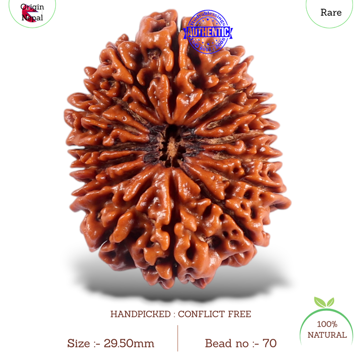 16 Mukhi Rudraksha from Nepal - Bead No. 70