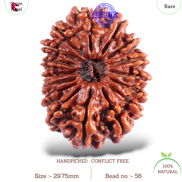 16 Mukhi Rudraksha from Nepal - Bead No. 56