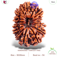 Load image into Gallery viewer, 16 Mukhi Rudraksha from Nepal - Bead No. 54

