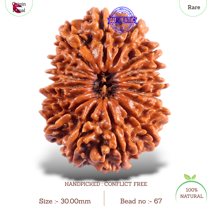 16 Mukhi Rudraksha from Nepal - Bead No. 67