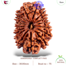 Load image into Gallery viewer, 16 Mukhi Rudraksha from Nepal - Bead No. 75
