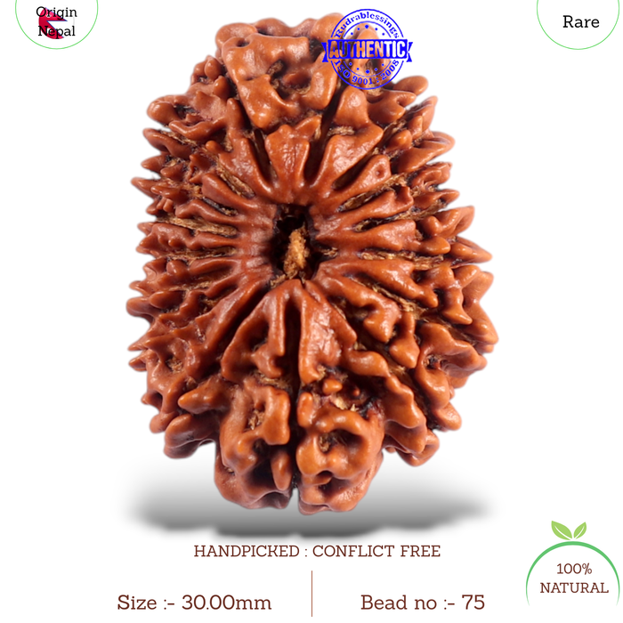 16 Mukhi Rudraksha from Nepal - Bead No. 75