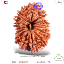 Load image into Gallery viewer, 16 Mukhi Rudraksha from Nepal - Bead No. 78

