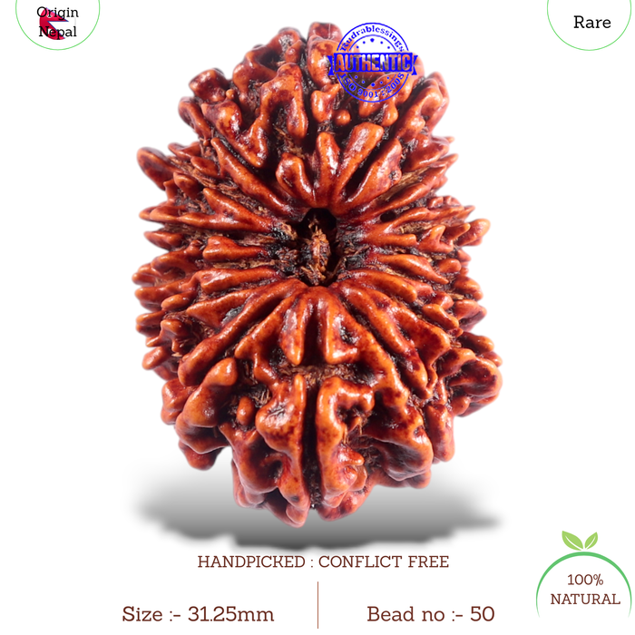 16 Mukhi Rudraksha from Nepal - Bead No. 50