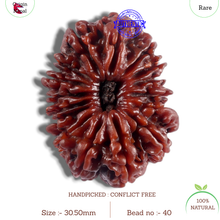 Load image into Gallery viewer, 16 Mukhi Rudraksha from Nepal - Bead No. 40
