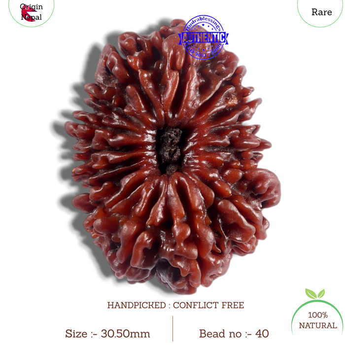 16 Mukhi Rudraksha from Nepal - Bead No. 40