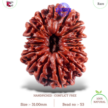 Load image into Gallery viewer, 16 Mukhi Rudraksha from Nepal - Bead No. 53
