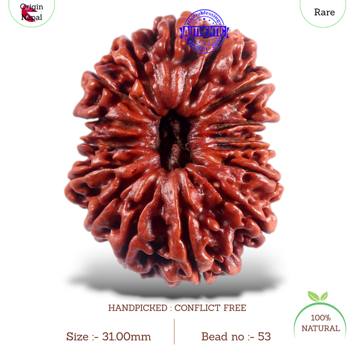16 Mukhi Rudraksha from Nepal - Bead No. 53
