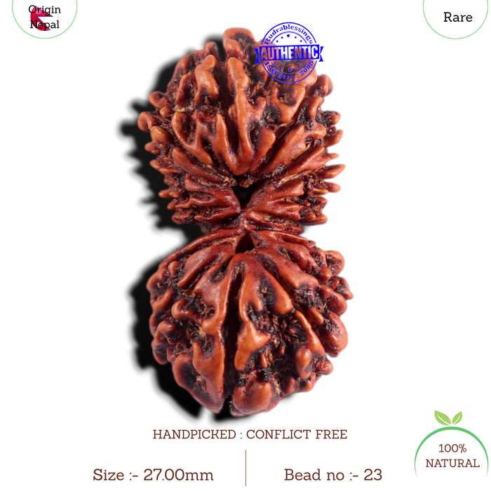 17 Mukhi Nepalese Gaurishankar Rudraksha - Bead No. 23