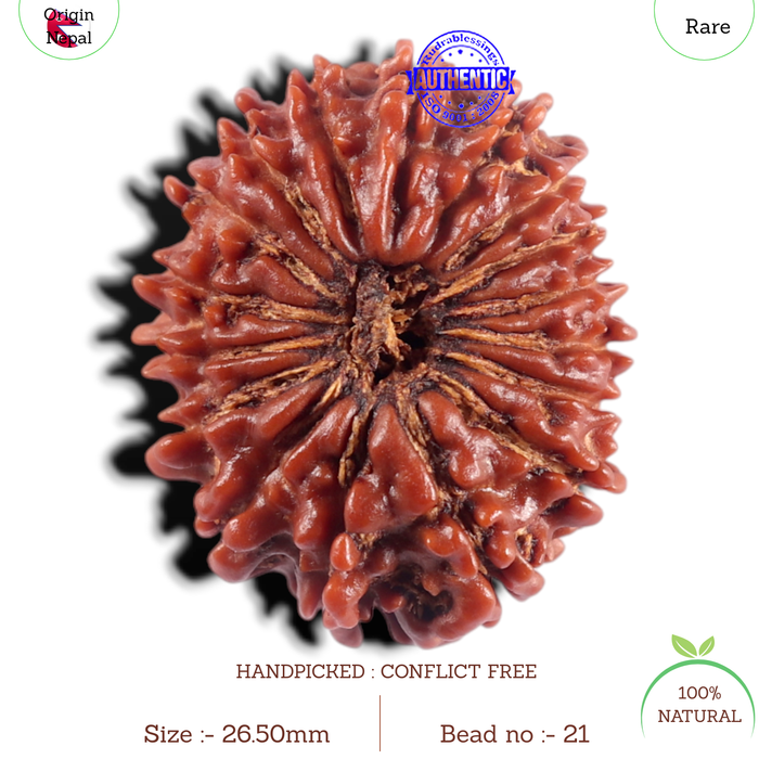 17 Mukhi Nepalese Rudraksha - Bead No. 21