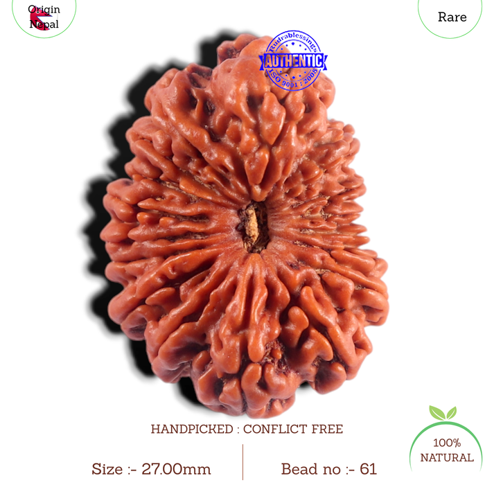 17 Mukhi Nepalese Rudraksha - Bead No. 61