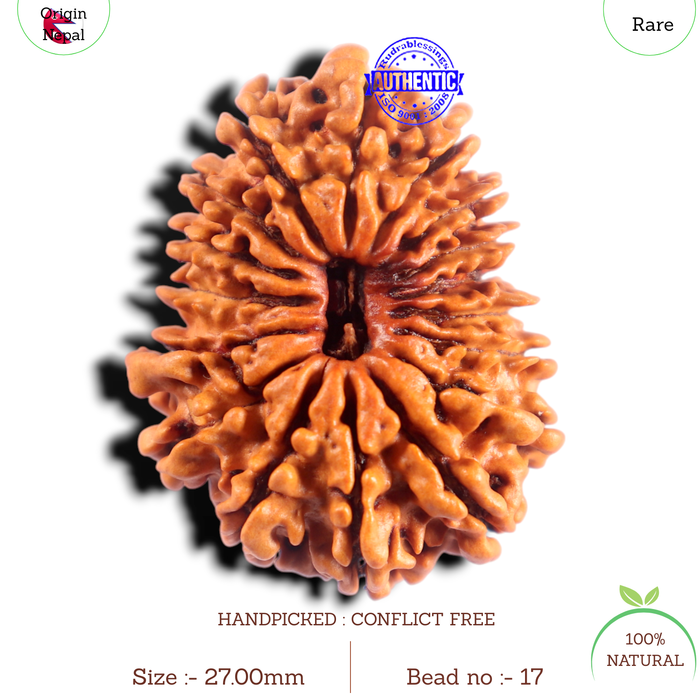 17 Mukhi Rudraksha from Nepal - Bead No. 17