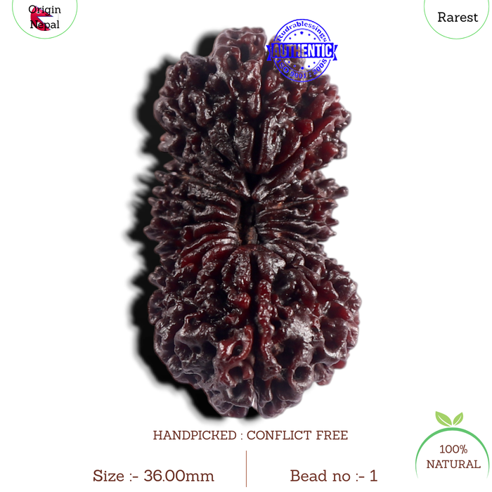 20 Mukhi Nepalese Rudraksha - Bead No. 1