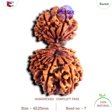 Load image into Gallery viewer, 20 Mukhi Gaurishankar Nepalese Rudraksha - Bead No 7
