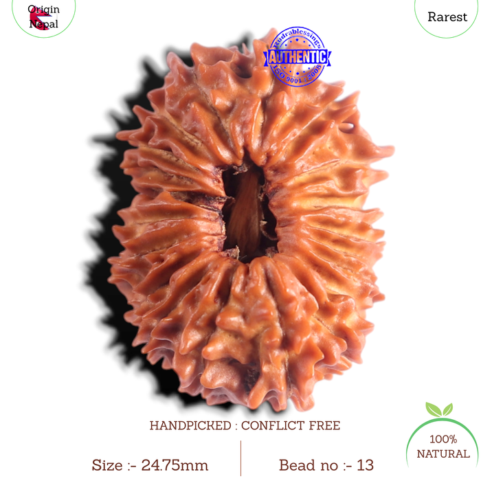 20 Mukhi Nepalese Rudraksha - Bead No. 13