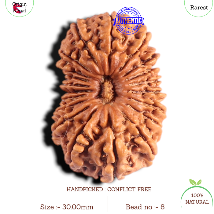 20 Mukhi Nepalese Rudraksha - Bead No 8