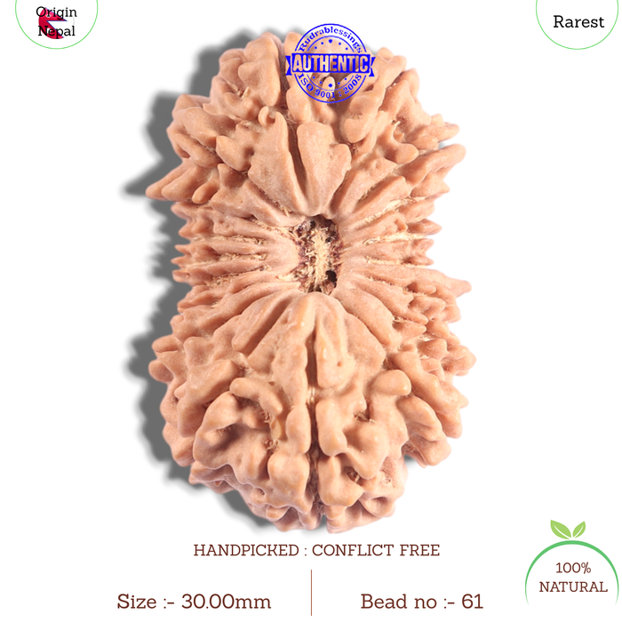 18 Mukhi Ganesh Rudraksha from Nepal - Bead No. 61