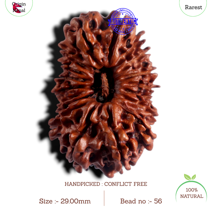 18 Mukhi Rudraksha from Nepal - Bead No. 56