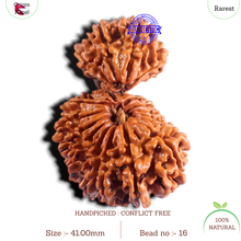 Load image into Gallery viewer, 19 Mukhi Gaurishankar Nepalese Rudraksha - Bead No 16
