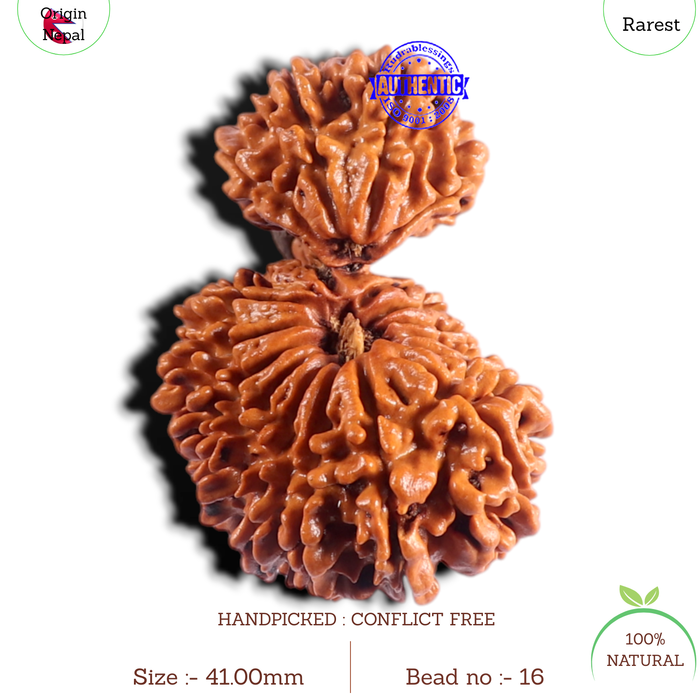 19 Mukhi Gaurishankar Nepalese Rudraksha - Bead No 16