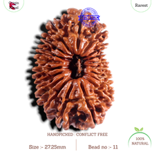 Load image into Gallery viewer, 19 Mukhi Nepalese Rudraksha - Bead 11
