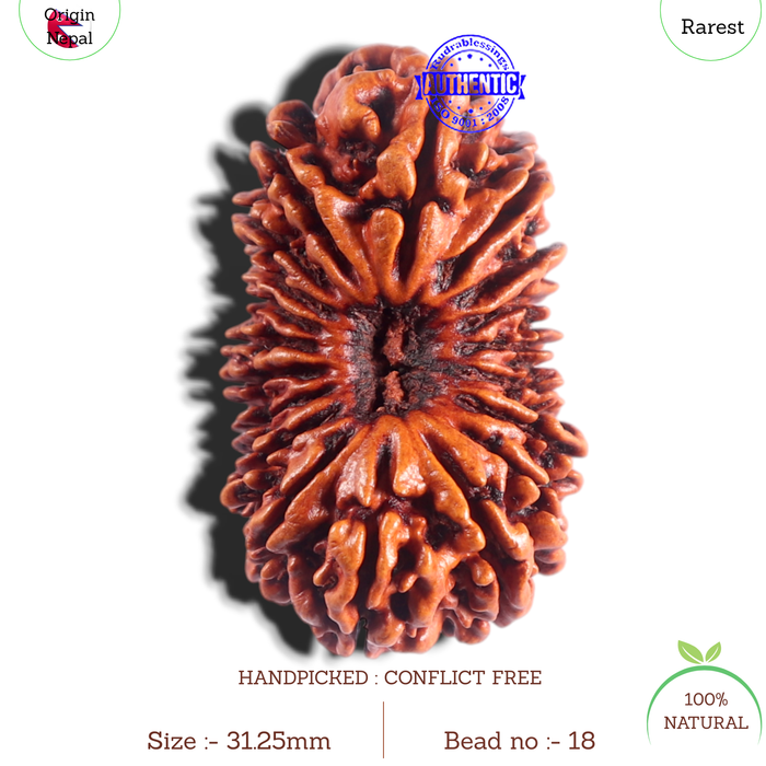 19 Mukhi Nepalese Rudraksha - Bead 18