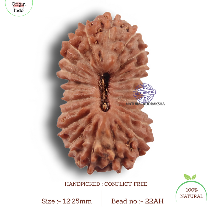 22 Mukhi Rudraksha from Indonesia - Bead No 22AH
