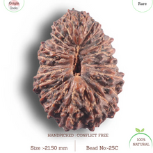 Load image into Gallery viewer, 25 Mukhi Rudraksha from Indonesia Bead No. C
