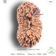 Load image into Gallery viewer, 24 Mukhi Rudraksha from Indonesia - Bead No. X
